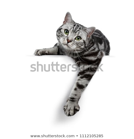 Stockfoto: Silver Tabby Blotched British Shorthair Cat On Black