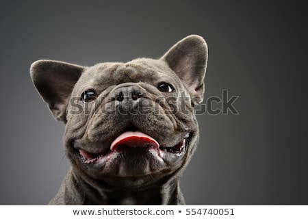 Foto stock: An Adorable French Bulldog Stretching His Tongue