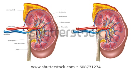 Foto d'archivio: Anatomy Of The Kidney