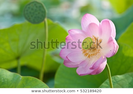 Foto stock: Lotus Flower Living Fossil Close Up