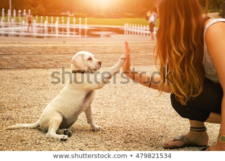 Stock fotó: Handshake Between Dog And Hand