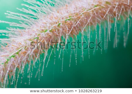 Zdjęcia stock: White Dandelion Seed With Water Drops Over Green Background