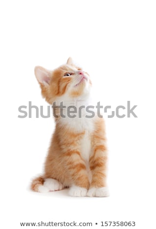 Stock photo: Cute Orange Kitten Looking Up On A White Background