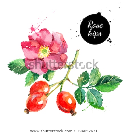 Stock fotó: Hand Drawn Watercolor Rosehips