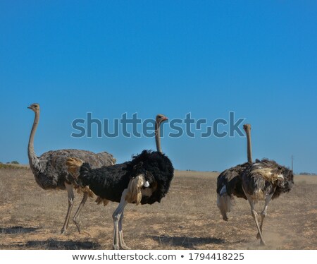 Foto stock: Three Ostriches Running In The Field