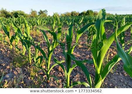 Stockfoto: Corn Crop Growing In Drought Conditions
