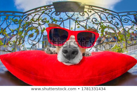 Stockfoto: Crazy Silly Dumb Dog Fisheye Look