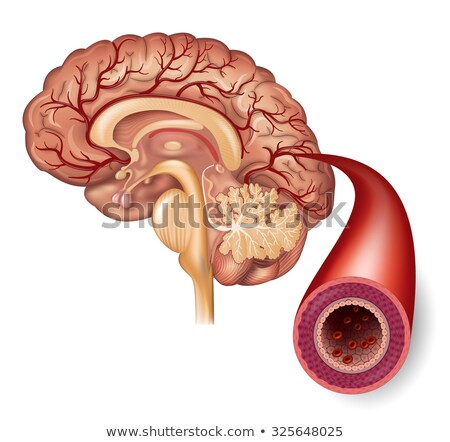 ストックフォト: Normal Brain And Artery