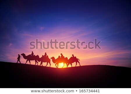 Сток-фото: Camel Caravan At Sunset