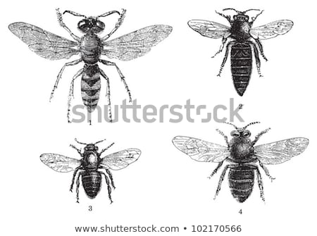[[stock_photo]]: Vector Summer Illustration Insect 2