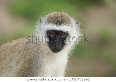 Foto stock: Family Of Vervet Monkeys Sitting In A Tree