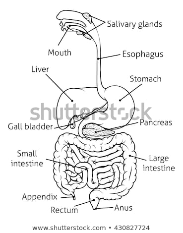 Foto d'archivio: Intestines Digestive Tract Human Gut Vector Illustration