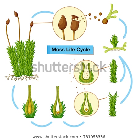 Сток-фото: Diagram Showing Moss Life Cycle