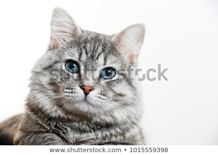 Stockfoto: Close Up Of Cute Grey Cat With Blue Eyes