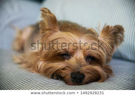 Foto stock: Quick Tanning