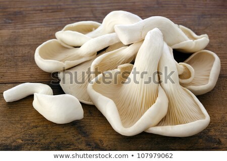 ストックフォト: Oyster Mushrooms On Old Timber