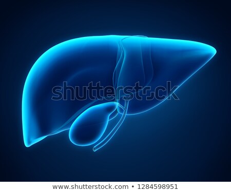 ストックフォト: 3d Rendered Illustration - Liver