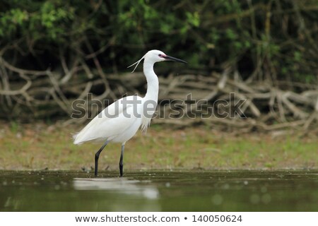 Stok fotoğraf: Egretta Garzetta Or Small White Heron