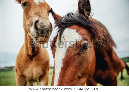 Сток-фото: Photo Horses Close Up On The Field