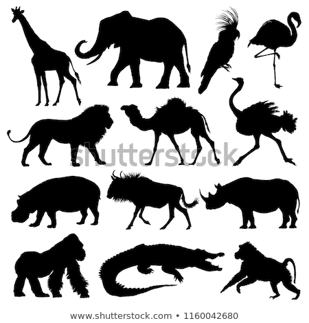 Foto stock: Silhouettes Of Animals