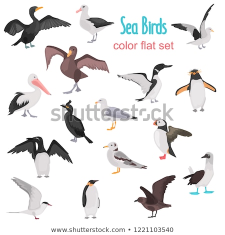 Stock photo: Cormorant Sea Bird