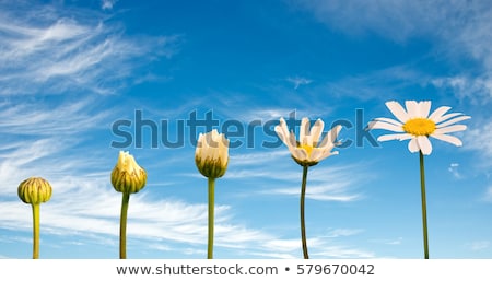 Stok fotoğraf: Daisy Blooms