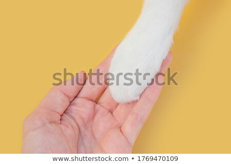 Stock foto: Happy Little Yellow Kitty Cat In Human Hands