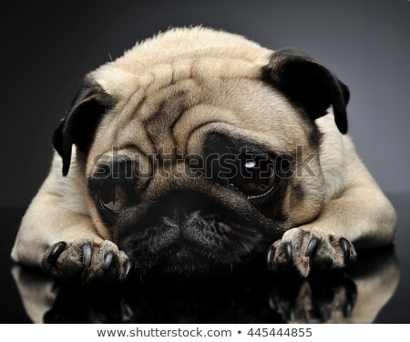 Imagine de stoc: Pug Relaxing In A Grey Photo Studio