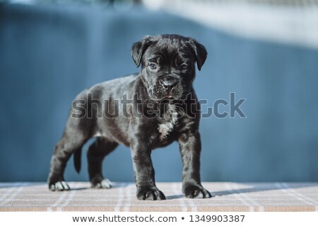 Сток-фото: Beautiful Puppy Cane Corso Lying In A Black Photo Background