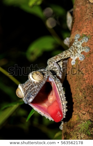 Giant Leaf Tailed Gecko Uroplatus Fimbriatus Madagascar Zdjęcia stock © Artush