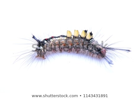 Stok fotoğraf: Brown Caterpillar On White Background
