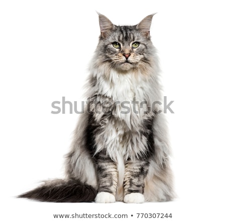 Сток-фото: Maine Coon Cat