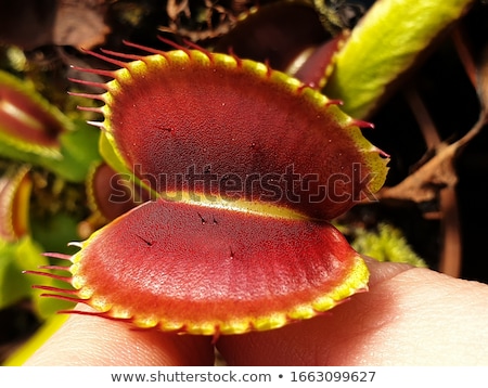 Stok fotoğraf: Venus Flytrap Carnivorous Plant