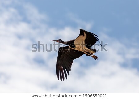 Zdjęcia stock: Bird White Bellied Stork Fly Ethiopia
