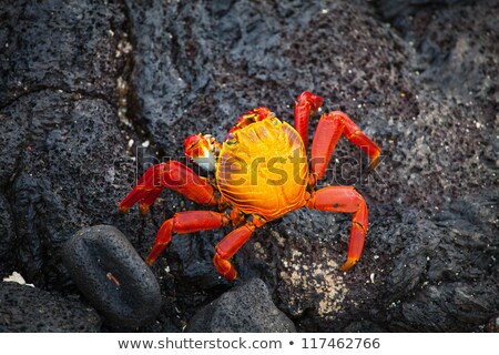 Stok fotoğraf: Lobster In Galapagos Island