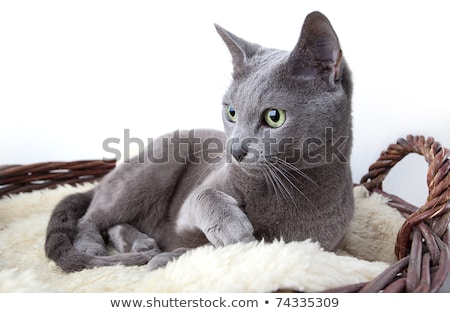 Stock photo: Russian Blue In Wicker Basket