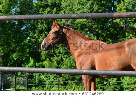 Сток-фото: Guzzling Horses