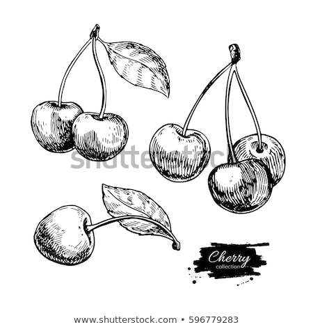 Сток-фото: Vector Cherry Illustration