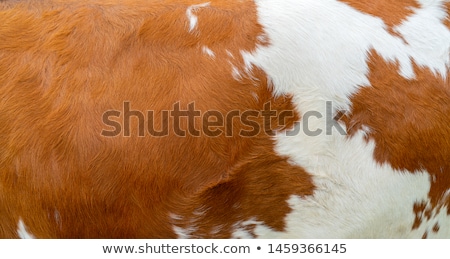 Stock fotó: Cow Hide Texture