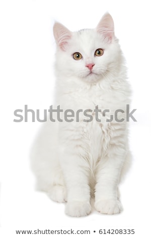 Foto stock: A Sitting Cat Isolated On White