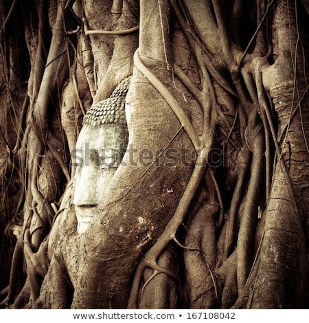 Foto stock: Buddha Head Hidden In The Tree Roots