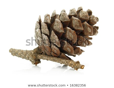 Foto d'archivio: One Pine Tree Cone At White Background