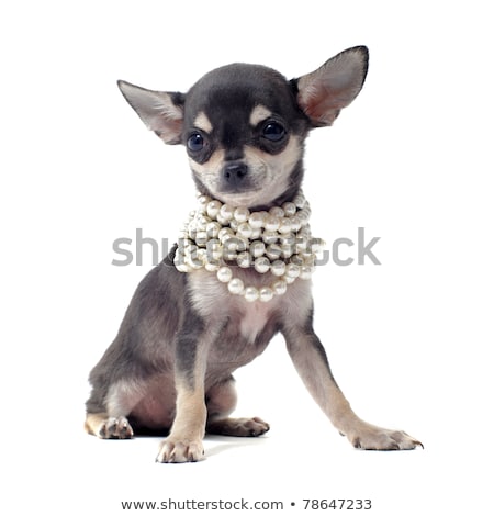 Foto stock: Accessories Dog Black And White Chihuahua