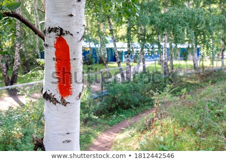 Foto stock: Forestry Paint Marking On Tree Trunks In Woods