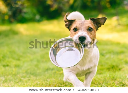 Foto stock: Hungry Dog With Food Bowl