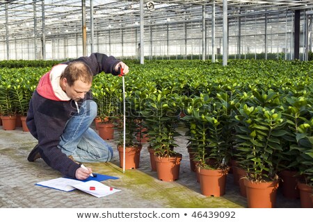 商業照片: 量溫室植物的高度