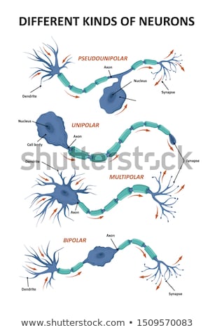 Stockfoto: Myelin Sheath Of The Neuron