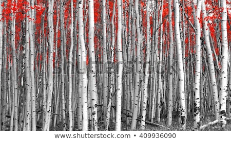 Stok fotoğraf: Autumn Landscape With Birch Forest In The Mountains