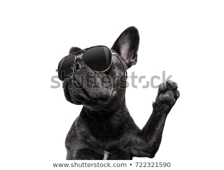 商業照片: Posing Dog With Sunglasses High Five