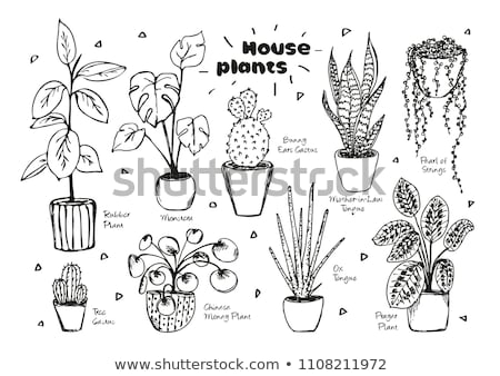 Stockfoto: Cactus In A Pot Hand Drawn Sketch Icon